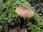 Rőt fagomba (Neolentinus cyathiformis), Budai-hegység
